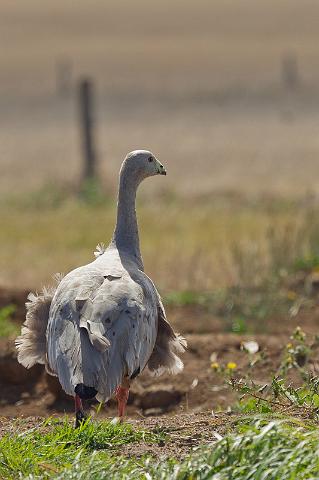 241 Phillip Island, hoendergans.jpg